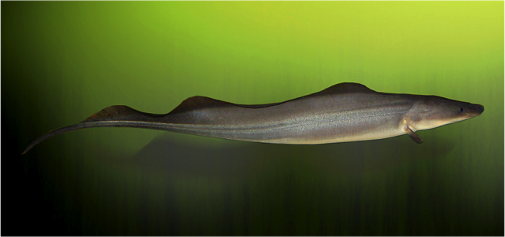 knifefish