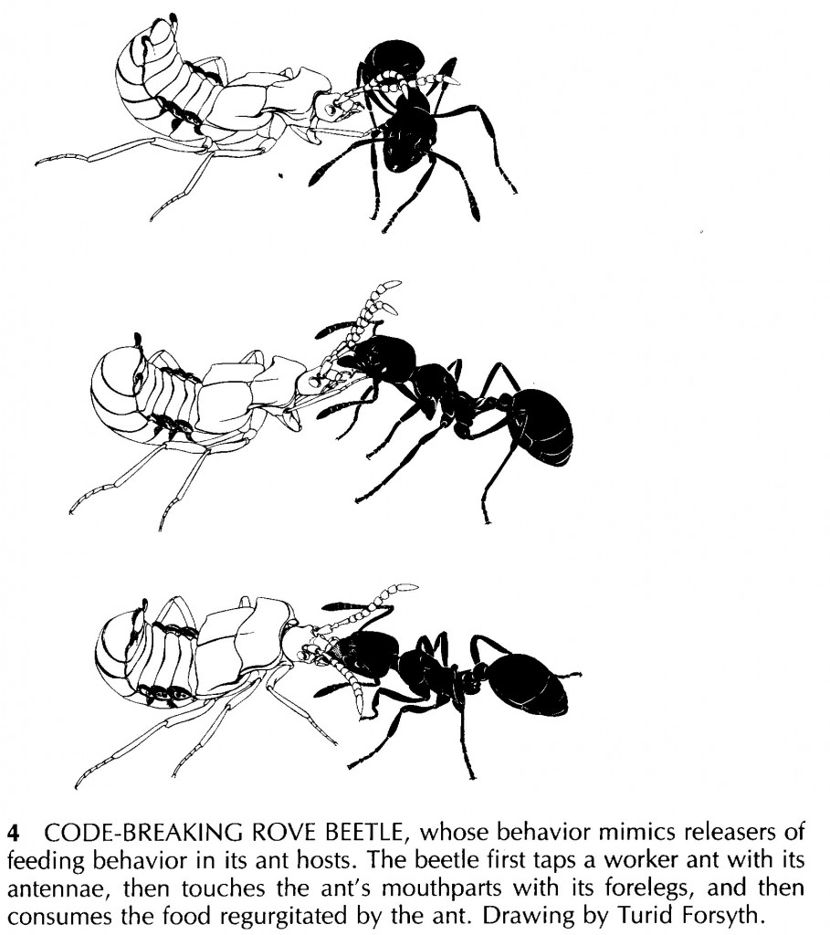 rovebeetle