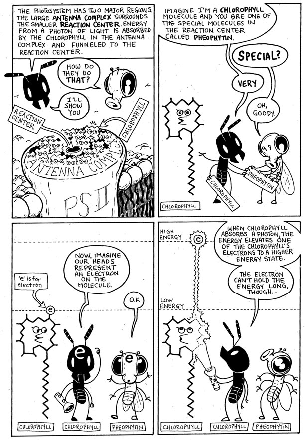 Photosynthesis_pg07b Photosynthesis_pg07b